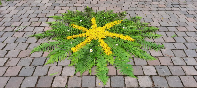 mit Farnwedeln einen Kreis gelegt und mit Ginsterblüten darauf eine Sonne gestaltet